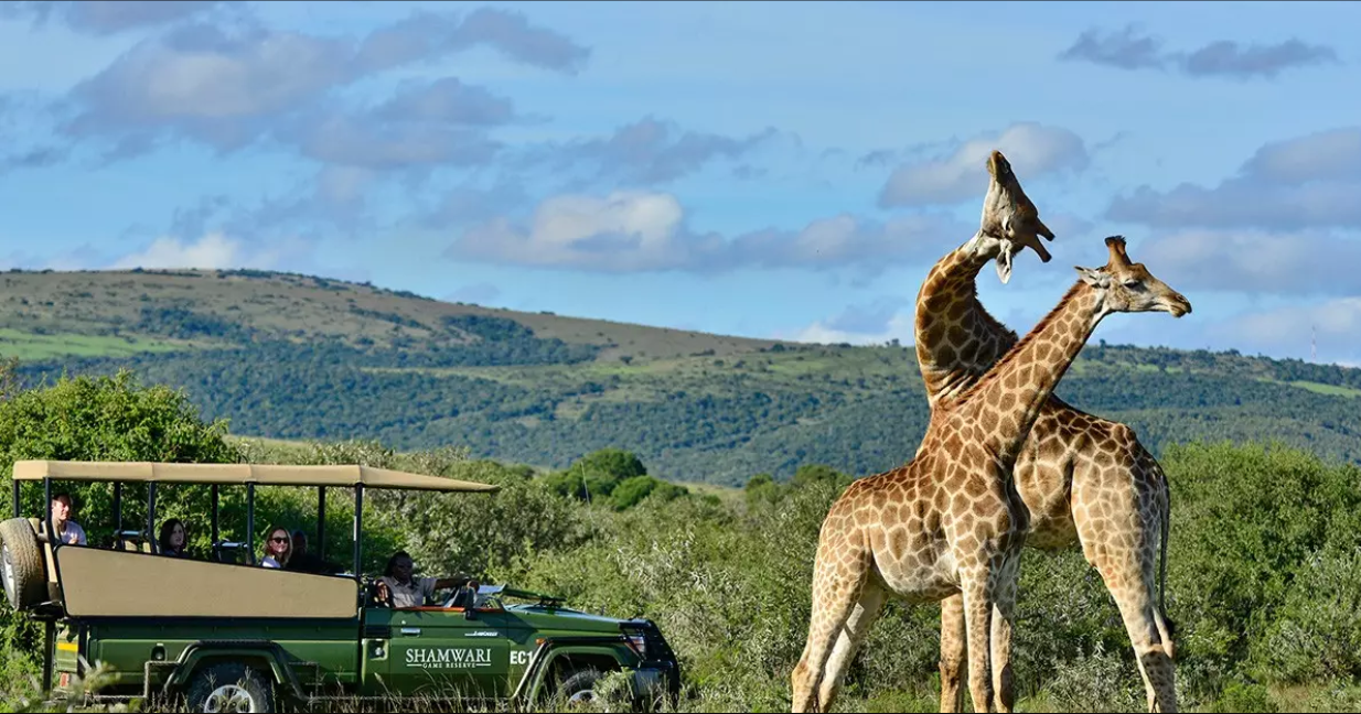 SHAMWARI PRIVATE GAME RESERVE - Visit Eastern Cape